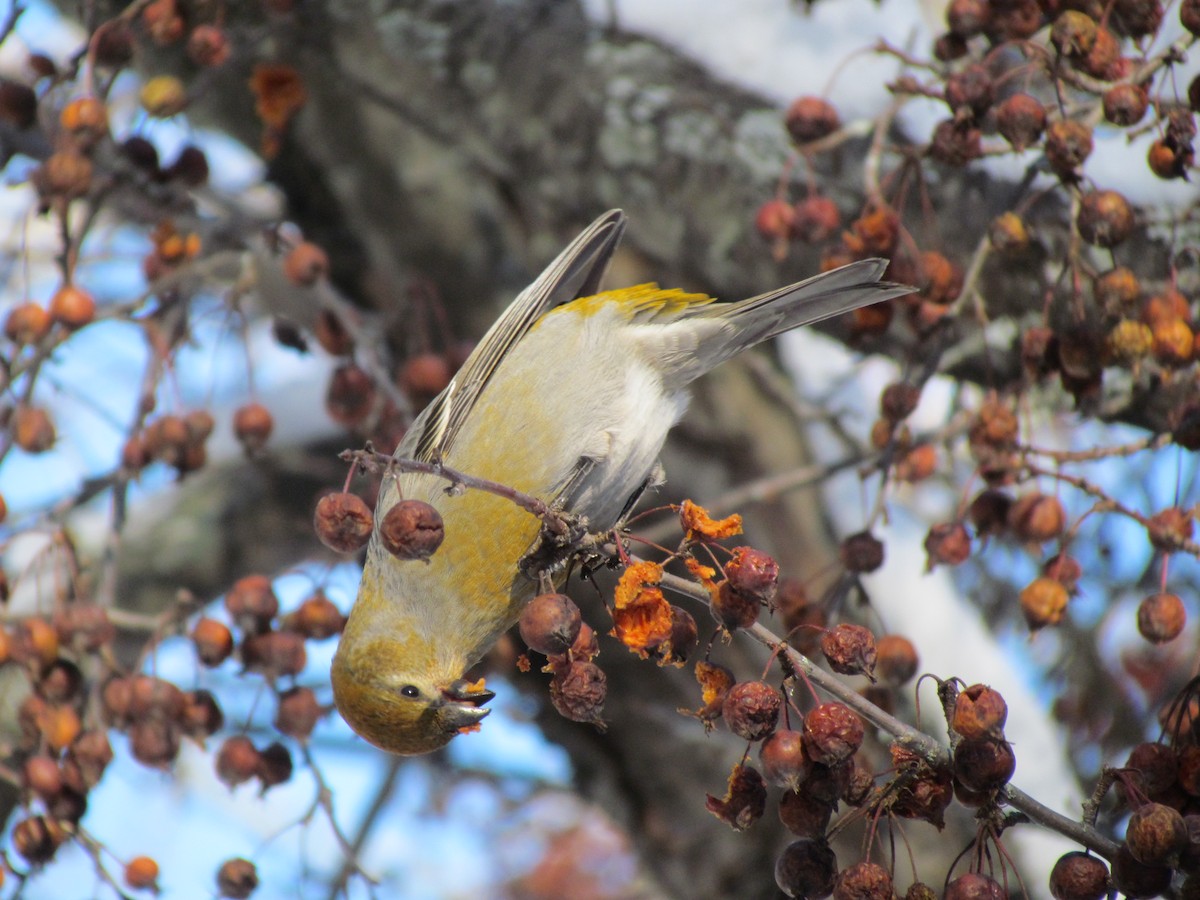 Pine Grosbeak - ML290048051