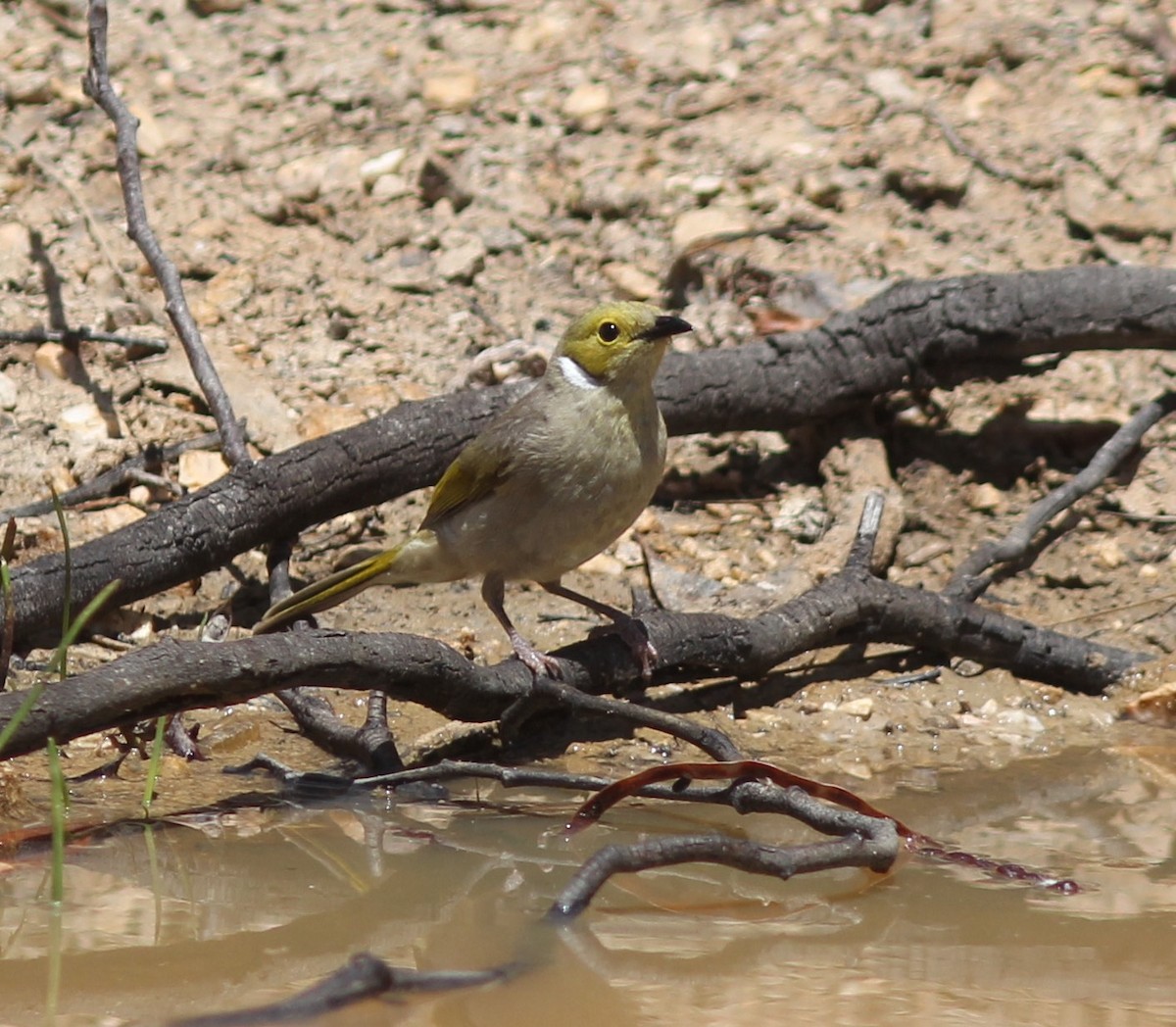 White-plumed Honeyeater - ML290049021