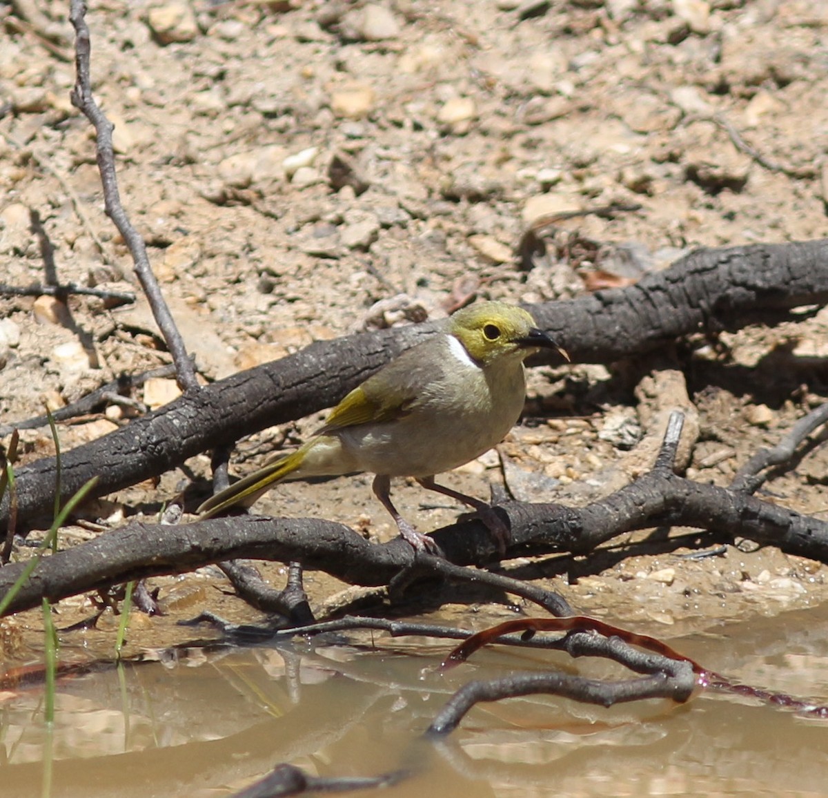 White-plumed Honeyeater - ML290049031