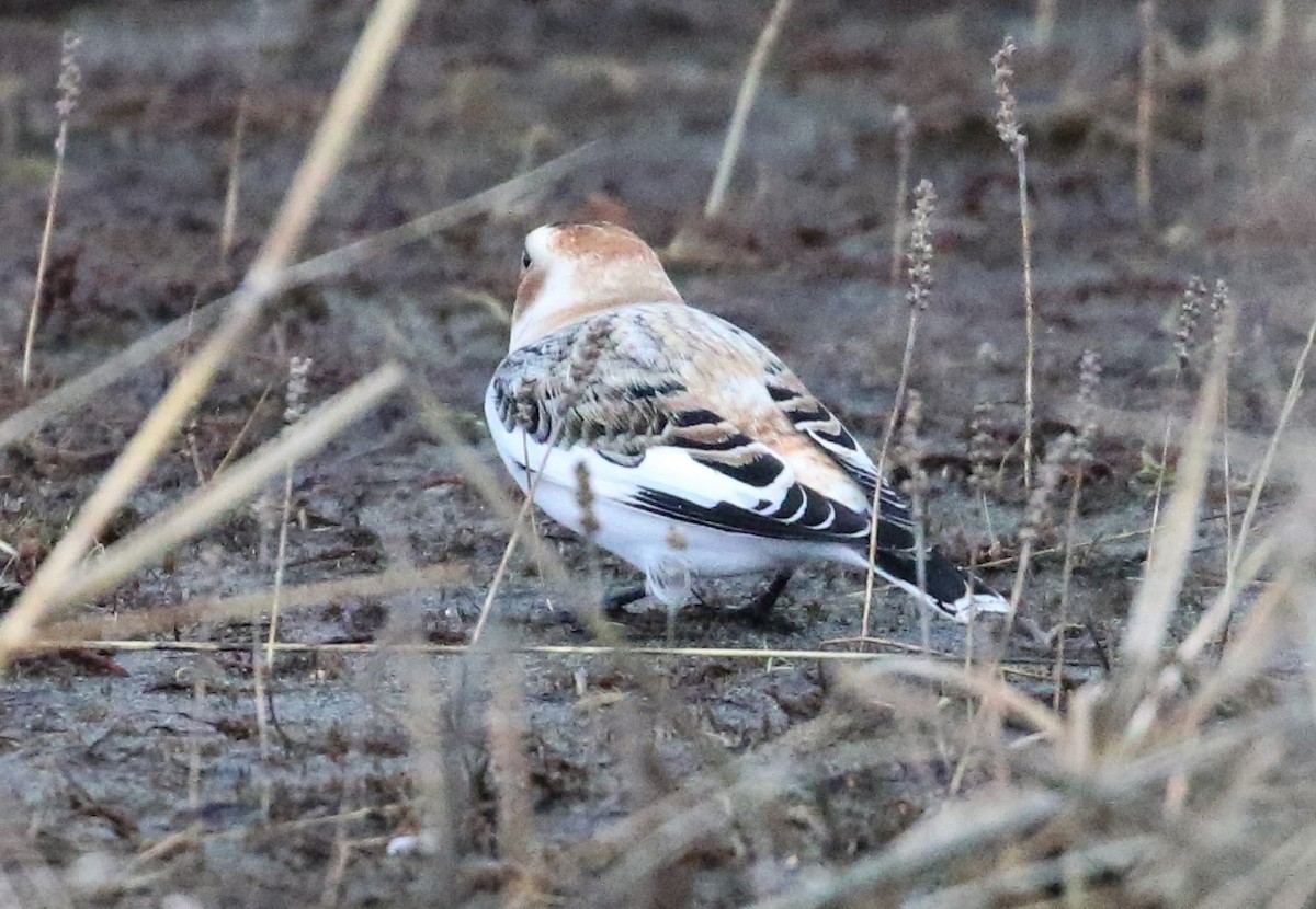 Snow/McKay's Bunting - Nat Drumheller