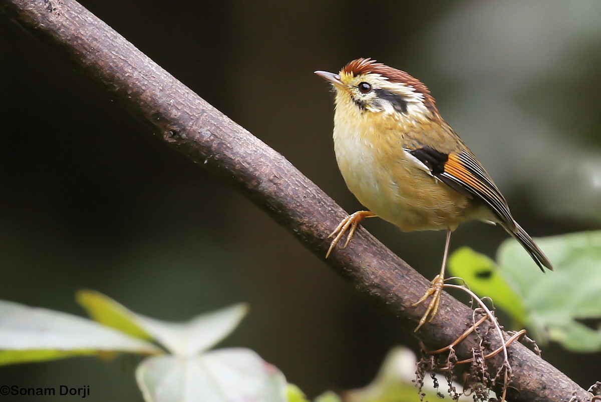 Rufous-winged Fulvetta - ML290050251