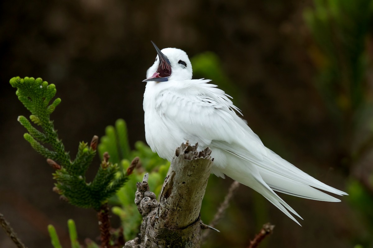 White Tern (Pacific) - ML290050851