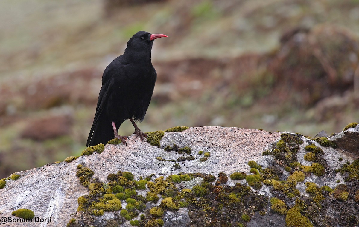 Red-billed Chough - ML290051351
