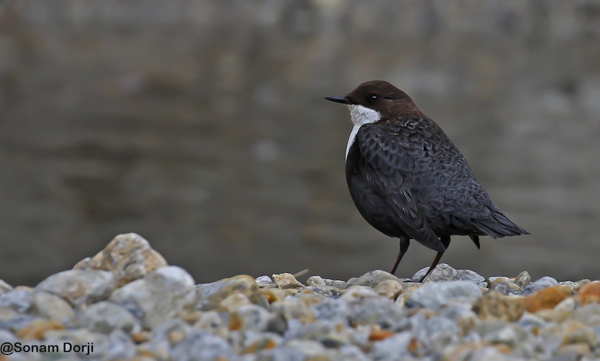 White-throated Dipper - ML290051501