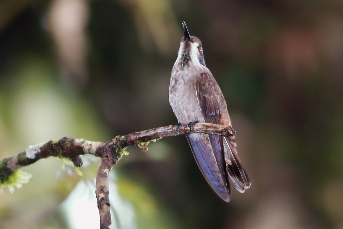 kolibřík fialovouchý - ML290055121