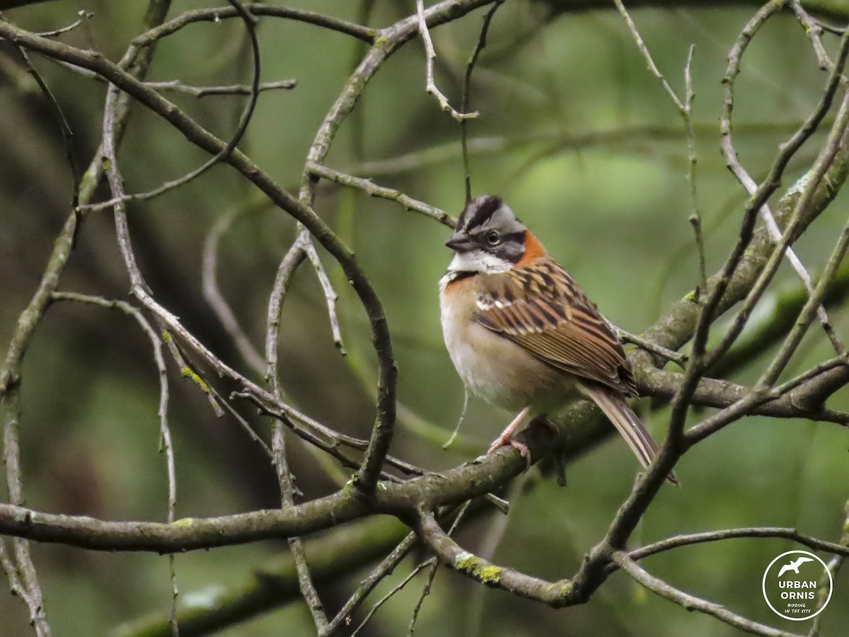 Rufous-collared Sparrow - ML290055671