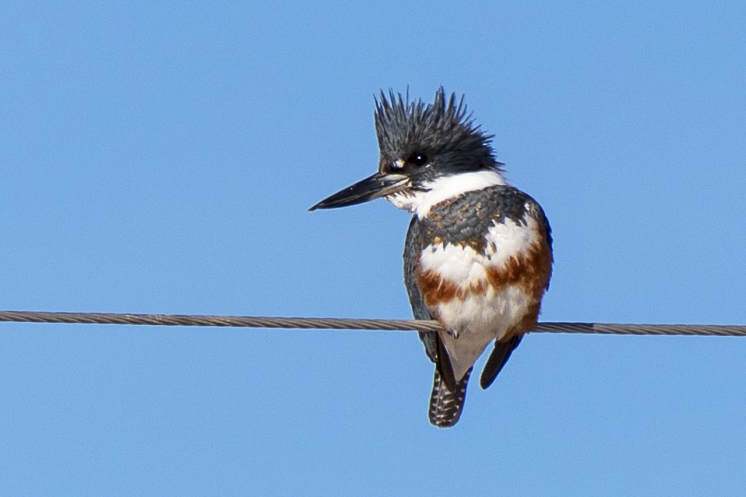 Belted Kingfisher - ML290056231