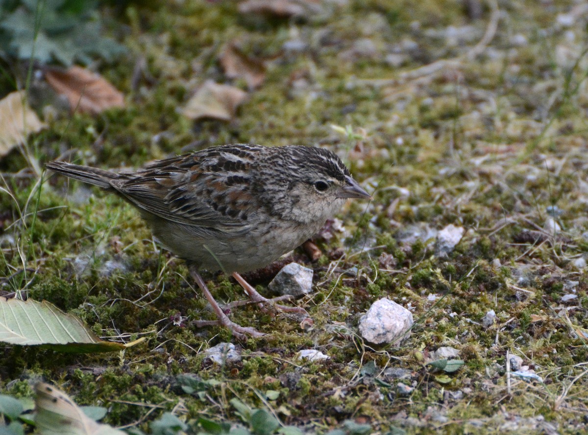 Grasshopper Sparrow - ML29005671