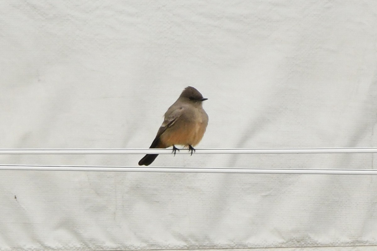 Say's Phoebe - ML290058061