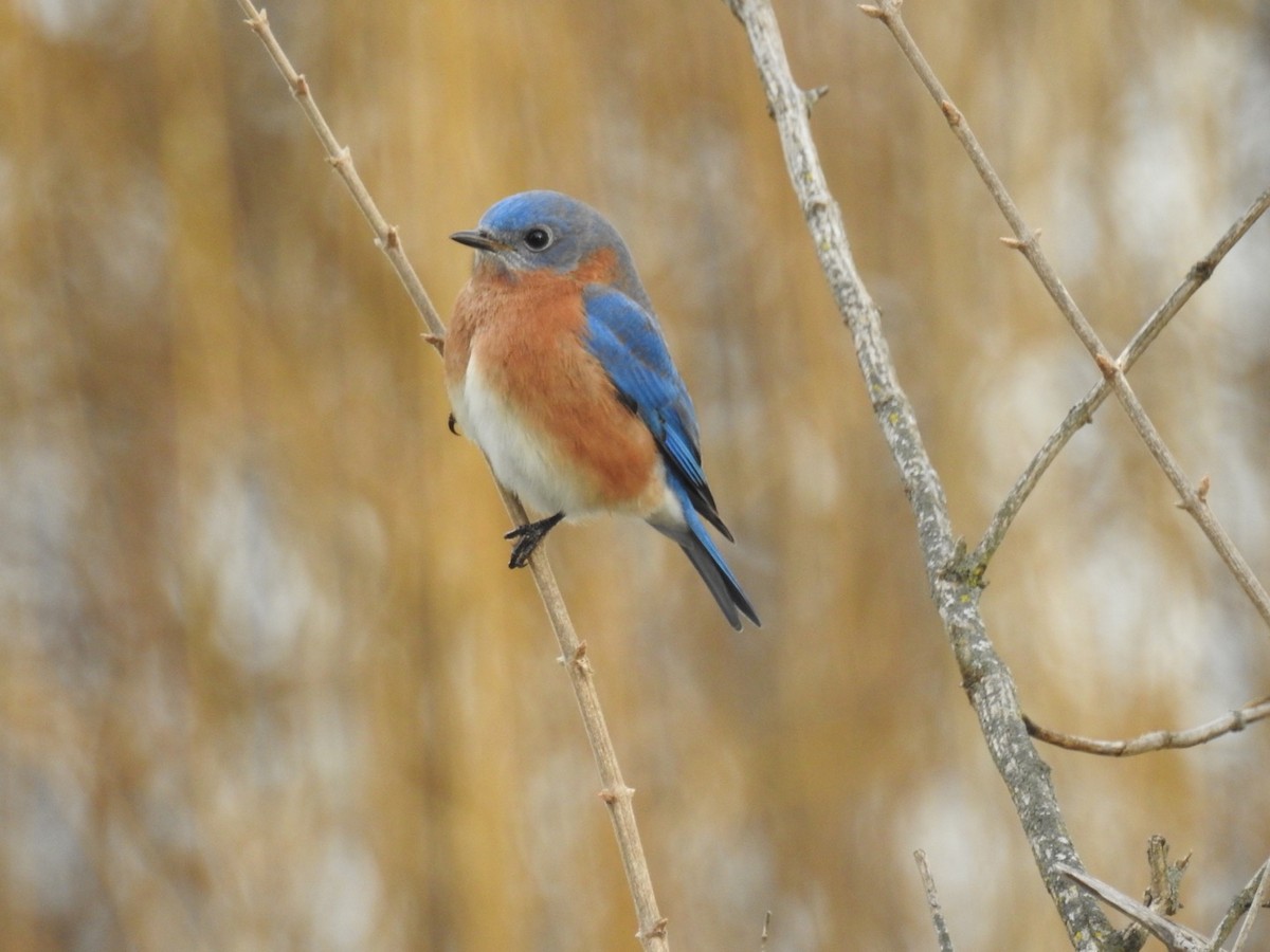 Eastern Bluebird - ML290060791