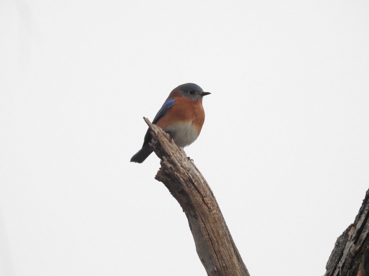 Eastern Bluebird - ML290060831