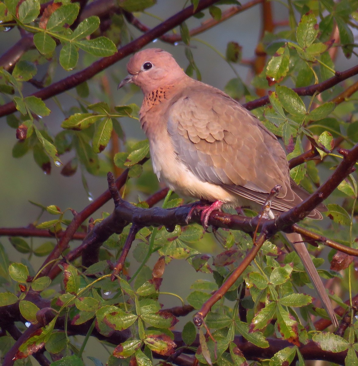 Laughing Dove - ML290061481