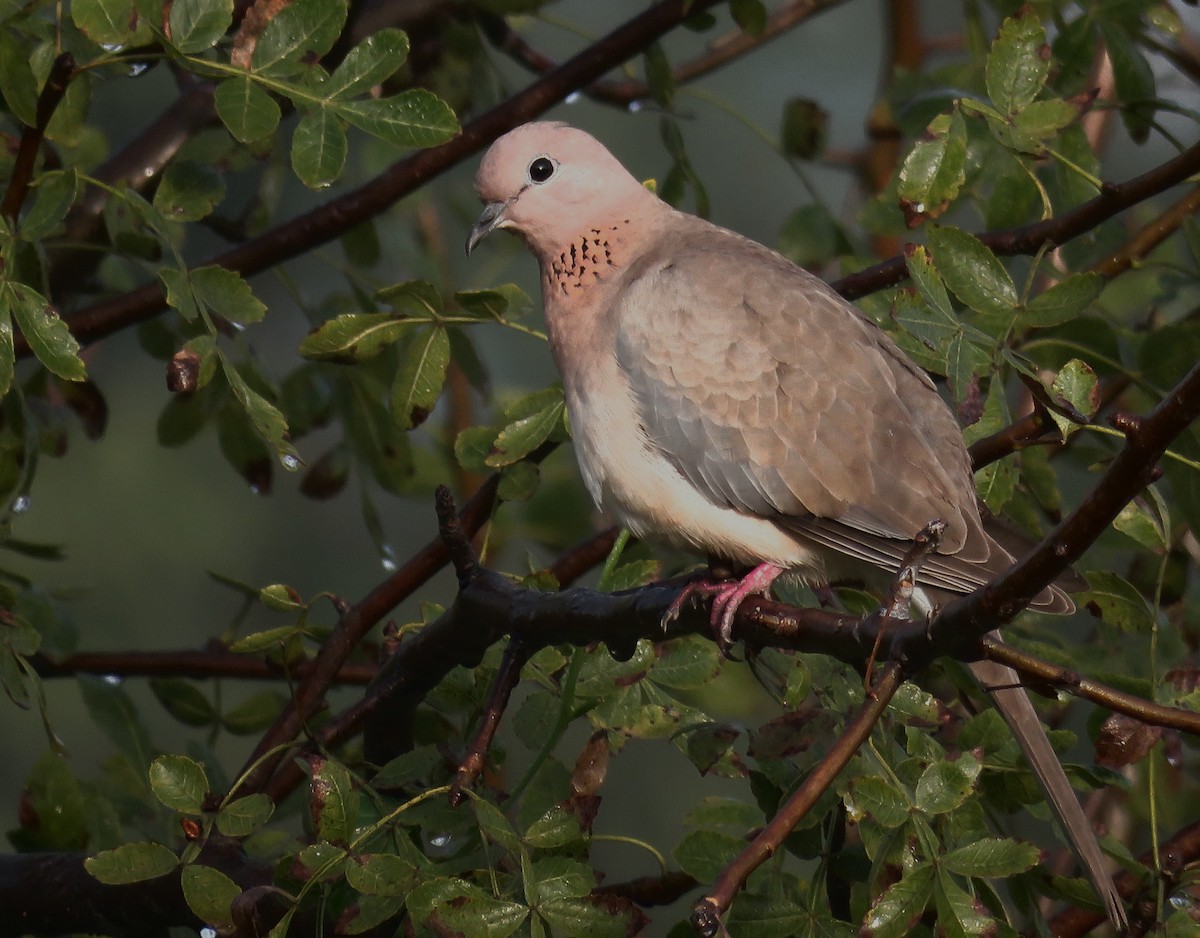 Laughing Dove - ML290061491