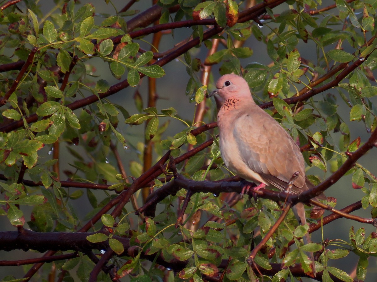 Laughing Dove - ML290061511