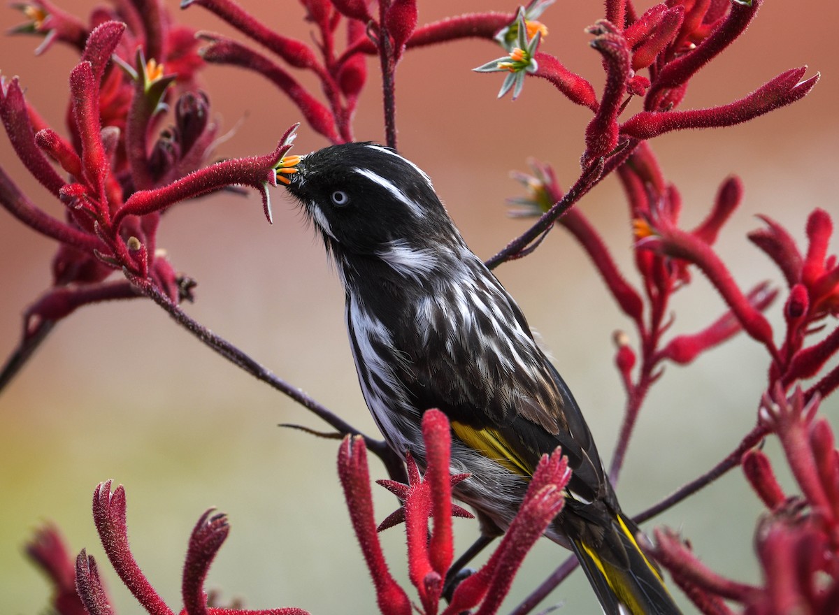 New Holland Honeyeater - Roy Burgess