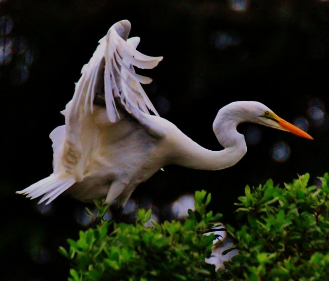 Yellow-billed Egret - ML29006531