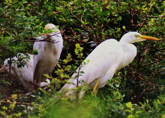 Yellow-billed Egret - ML29006551