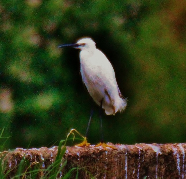 Little Egret - ML29006571