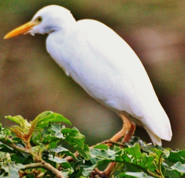 Western Cattle Egret - ML29006631