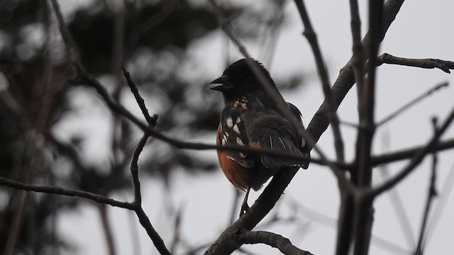 ホシワキアカトウヒチョウ - ML290066731