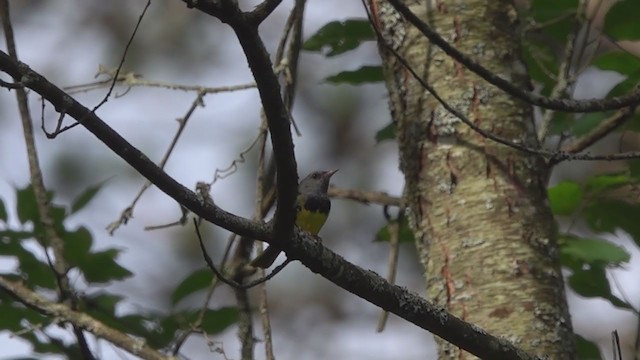 svartbrystparula - ML290067551