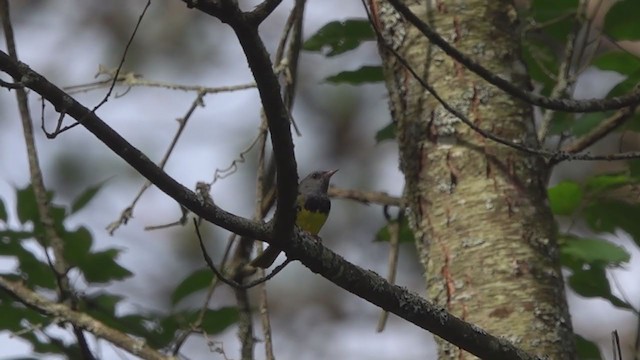 Mourning Warbler - ML290067551