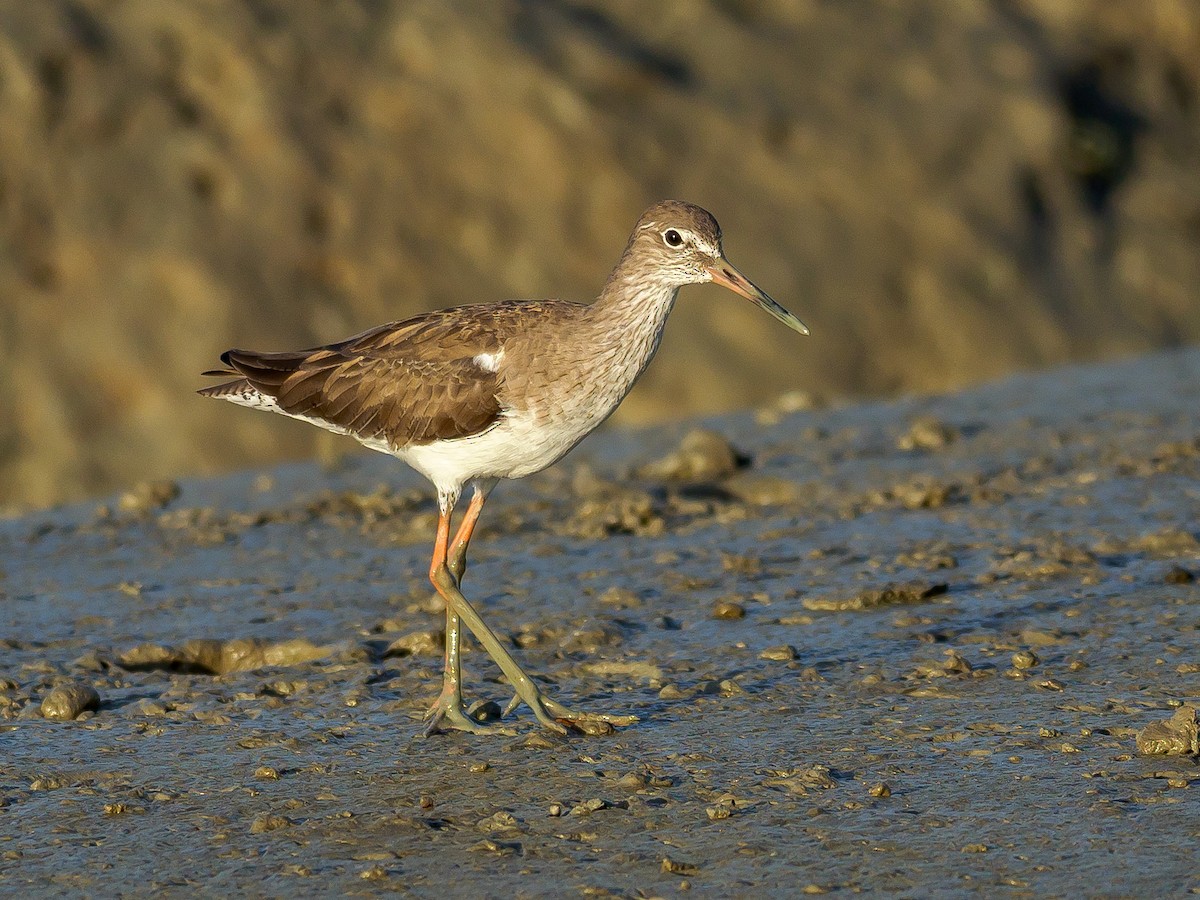 Common Redshank - Karyne Wee