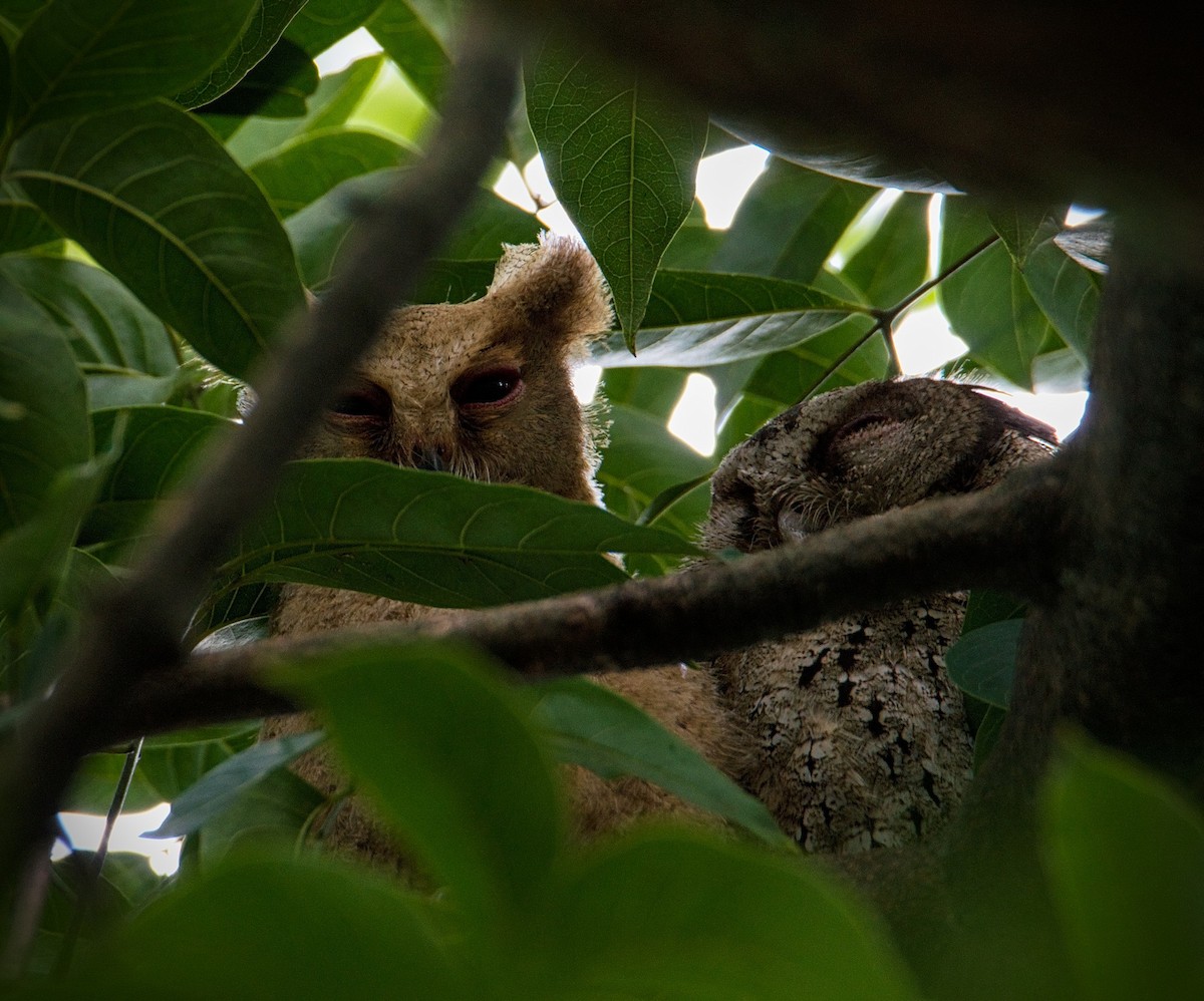 Philippine Scops-Owl - ML290068611