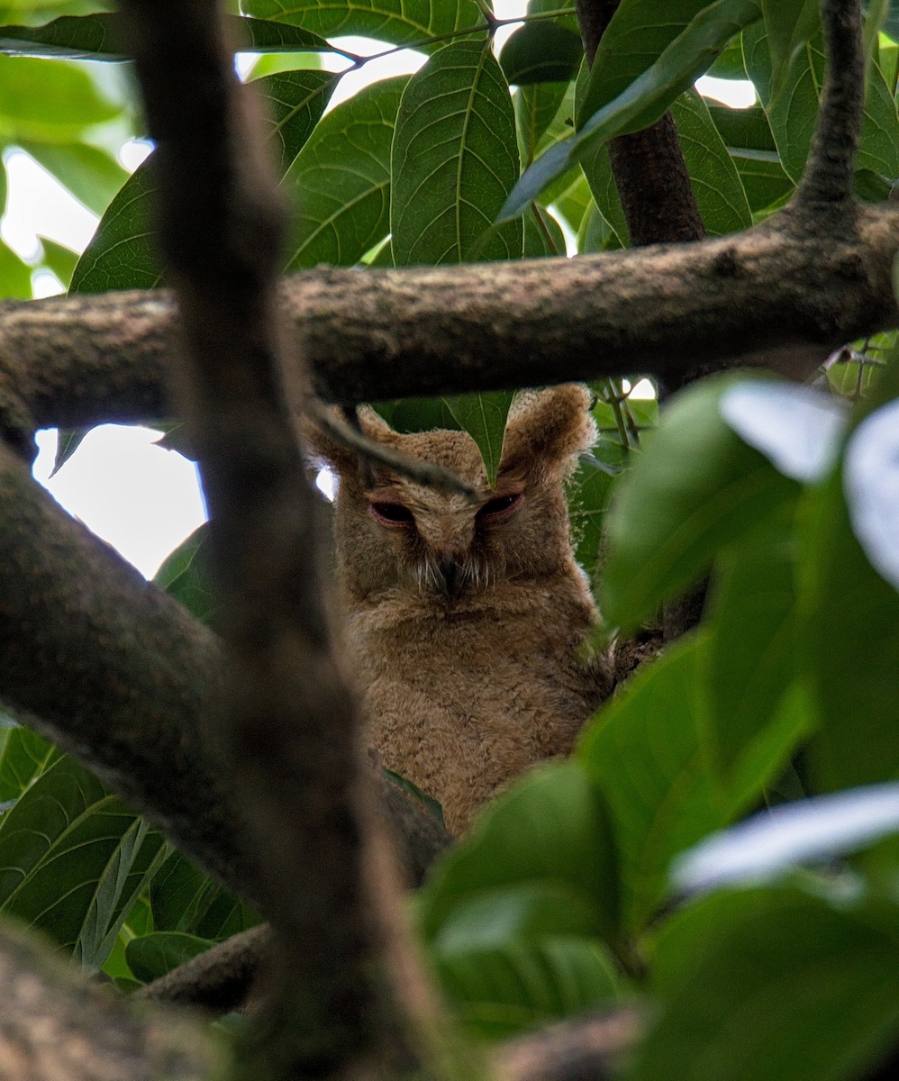 Philippine Scops-Owl - ML290068621