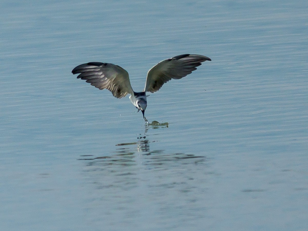 White-winged Tern - Karyne Wee