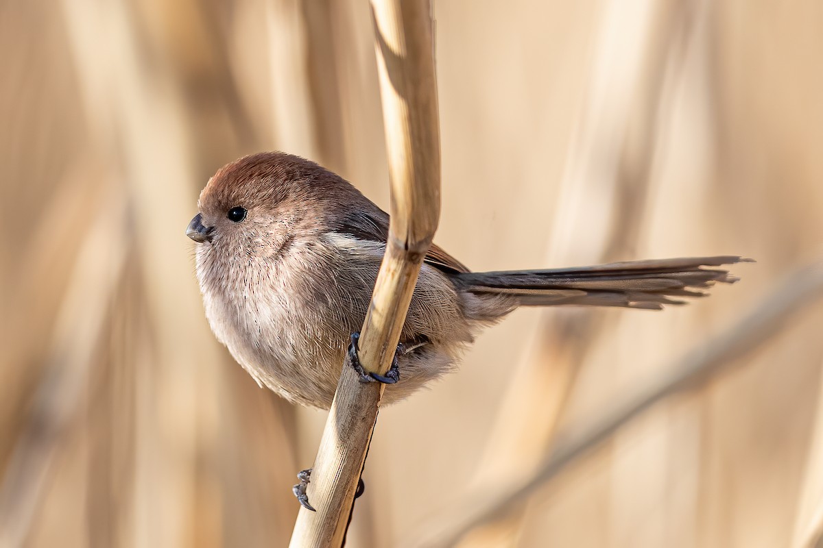 Vinous-throated Parrotbill - Jun Yang