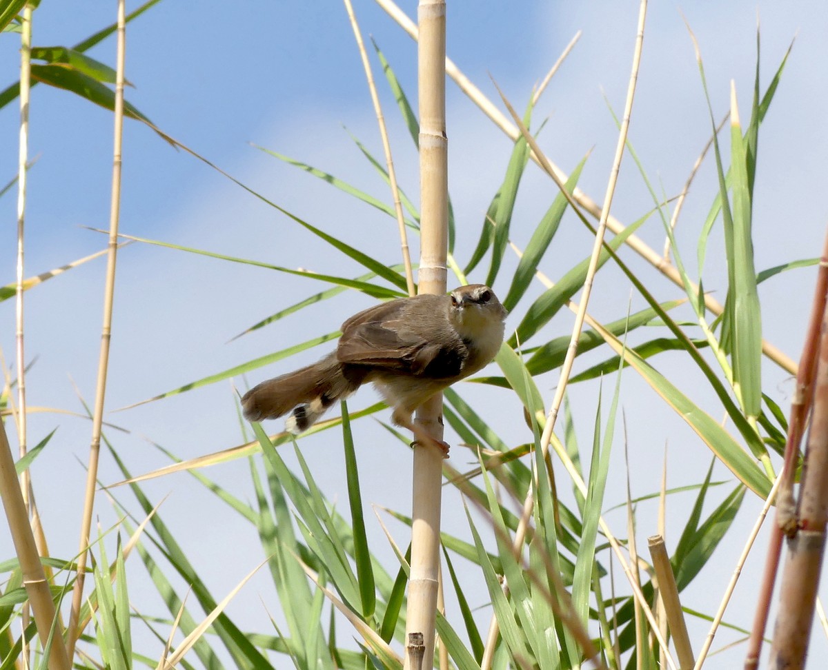 Kilombero Cisticola - ML290069471