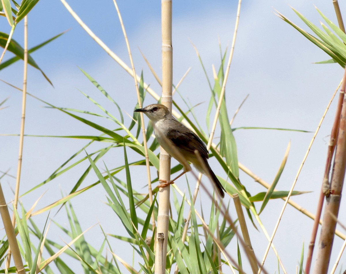 Kilombero Cisticola - ML290069491