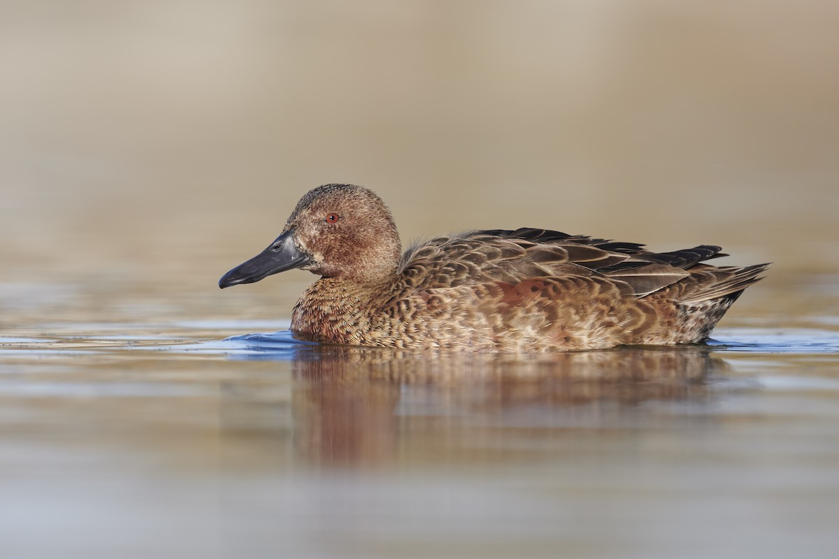 Cinnamon Teal - Sharif Uddin