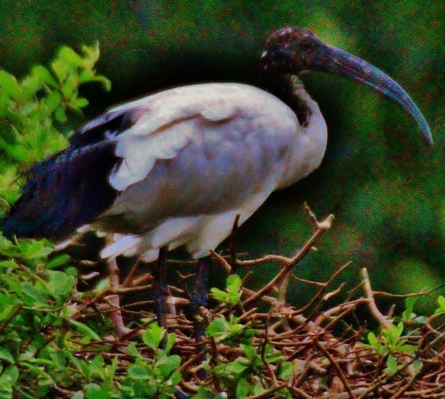 African Sacred Ibis - ML29007171