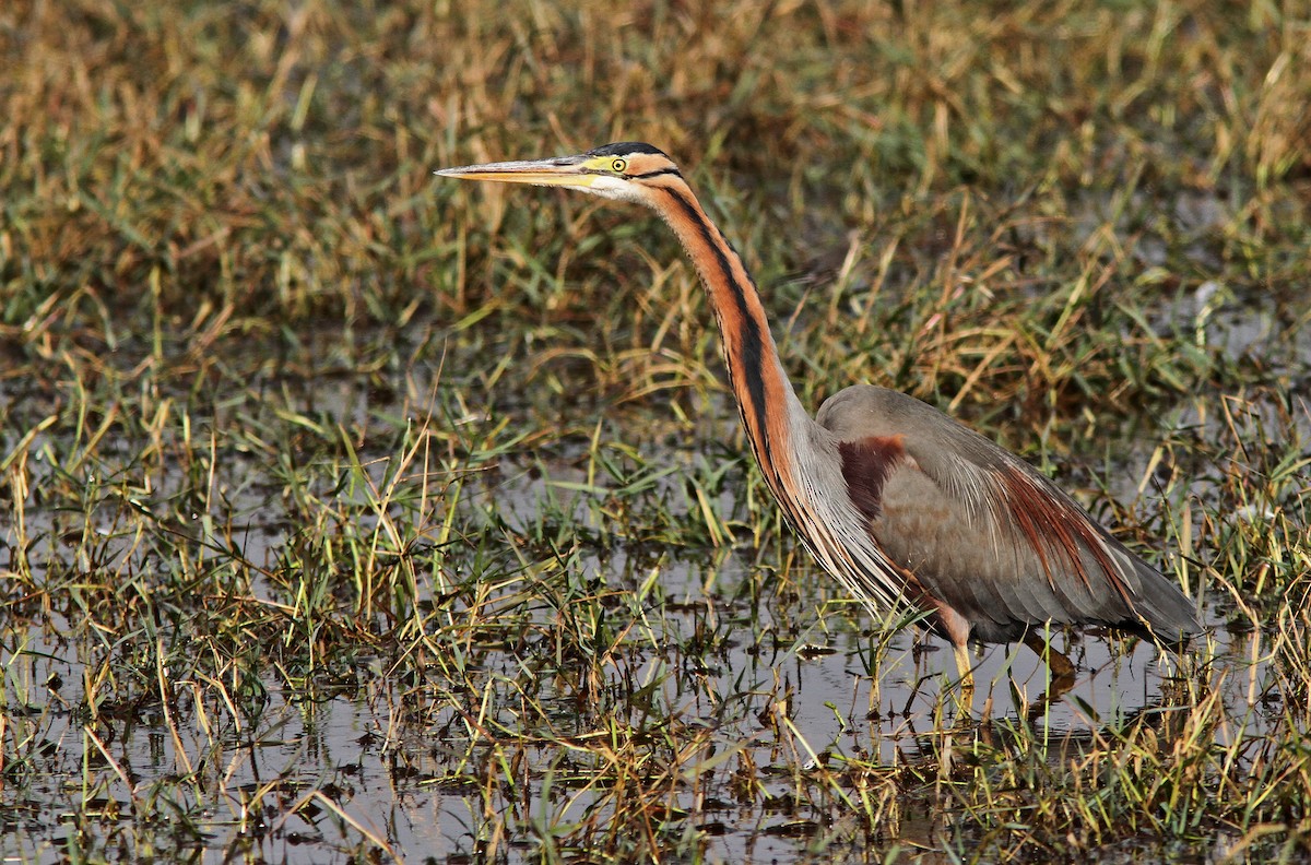 Purple Heron - ML290071741