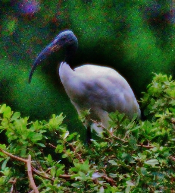 African Sacred Ibis - ML29007181