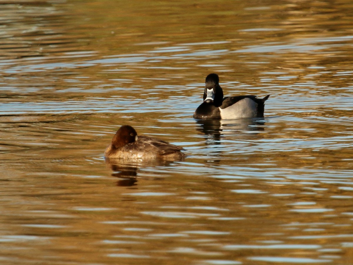 Ring-necked Duck - Christine Jacobs