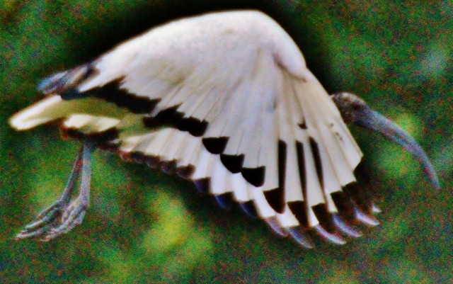 African Sacred Ibis - ML29007191