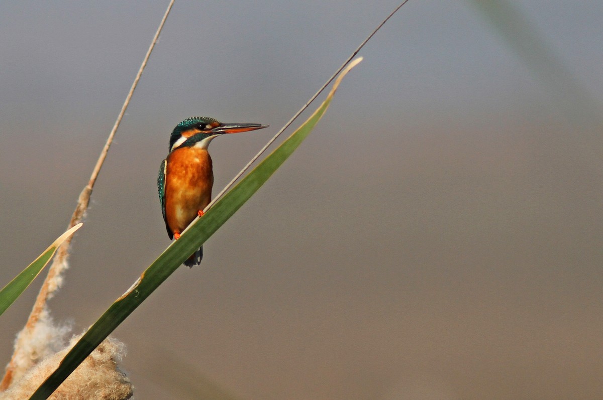 Common Kingfisher - PANKAJ GUPTA
