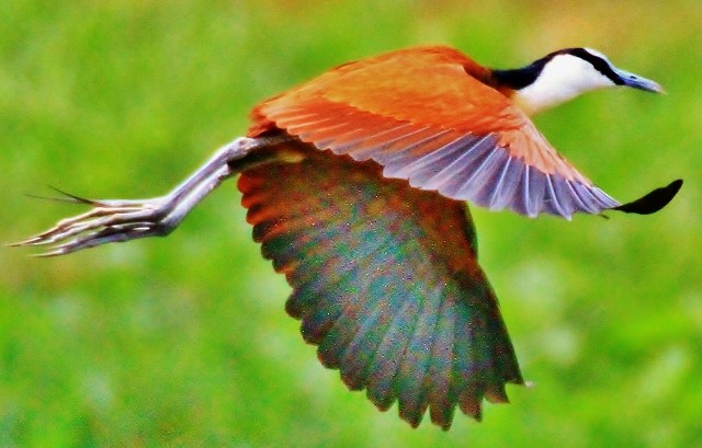 Jacana à poitrine dorée - ML29007291