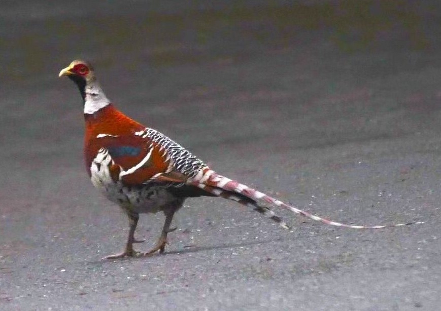 Elliot's Pheasant - ML290074571