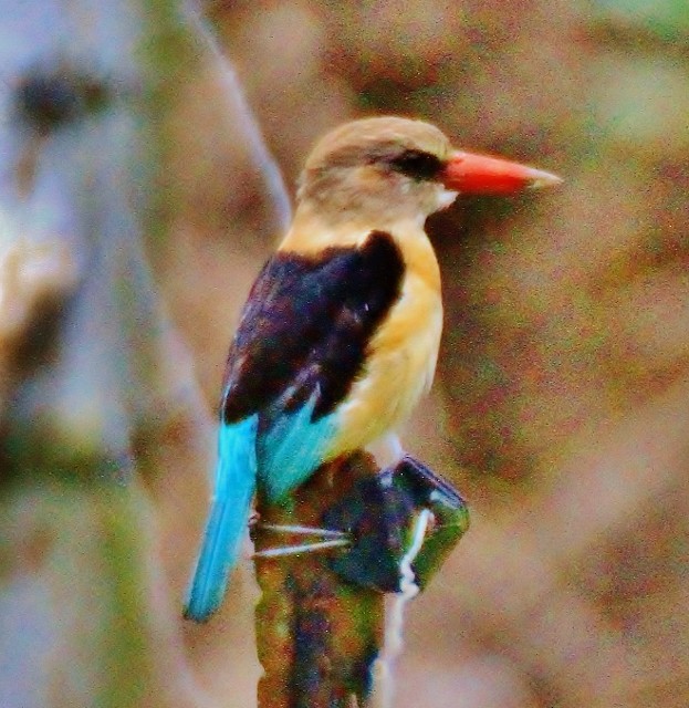 Brown-hooded Kingfisher - ML29007481