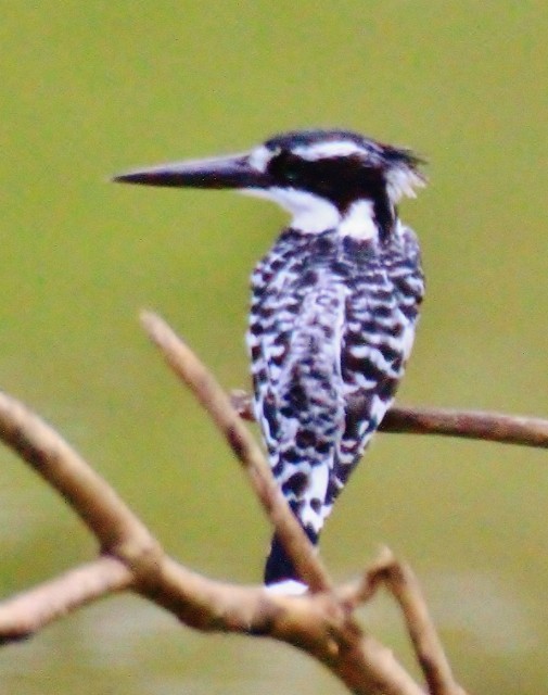 Pied Kingfisher - ML29007681