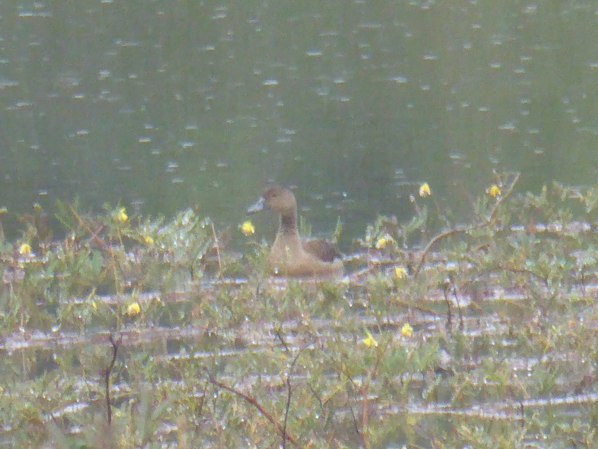 Lesser Whistling-Duck - ML290077461