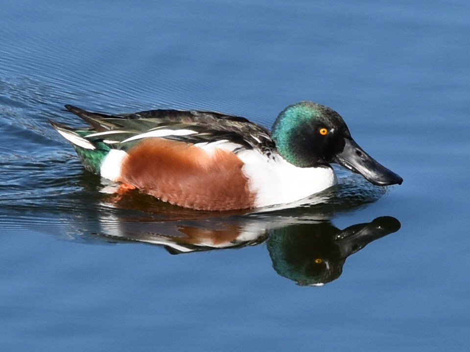 Northern Shoveler - Francisco Sequera Linares