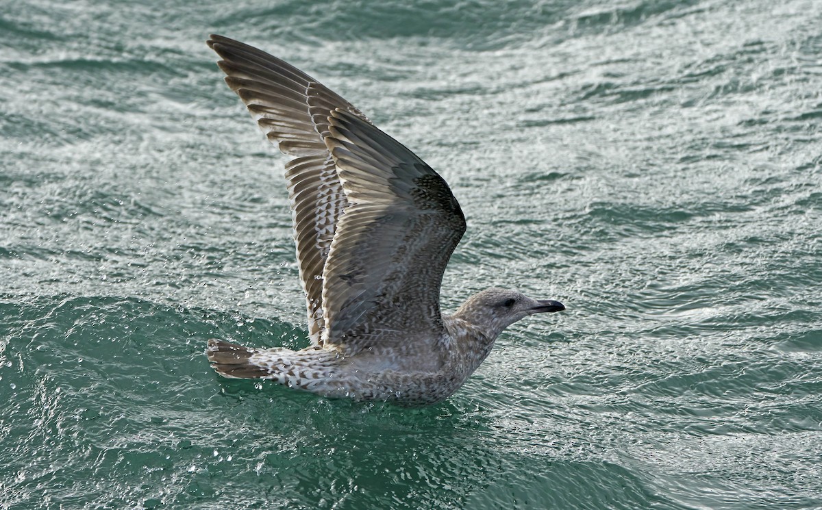 Herring Gull - Daniel López-Velasco | Ornis Birding Expeditions