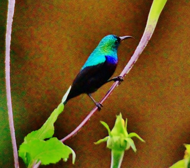 Purple-banded Sunbird - ML29007871