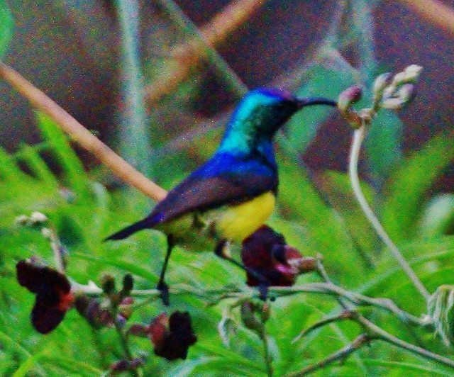 Variable Sunbird - ML29007881