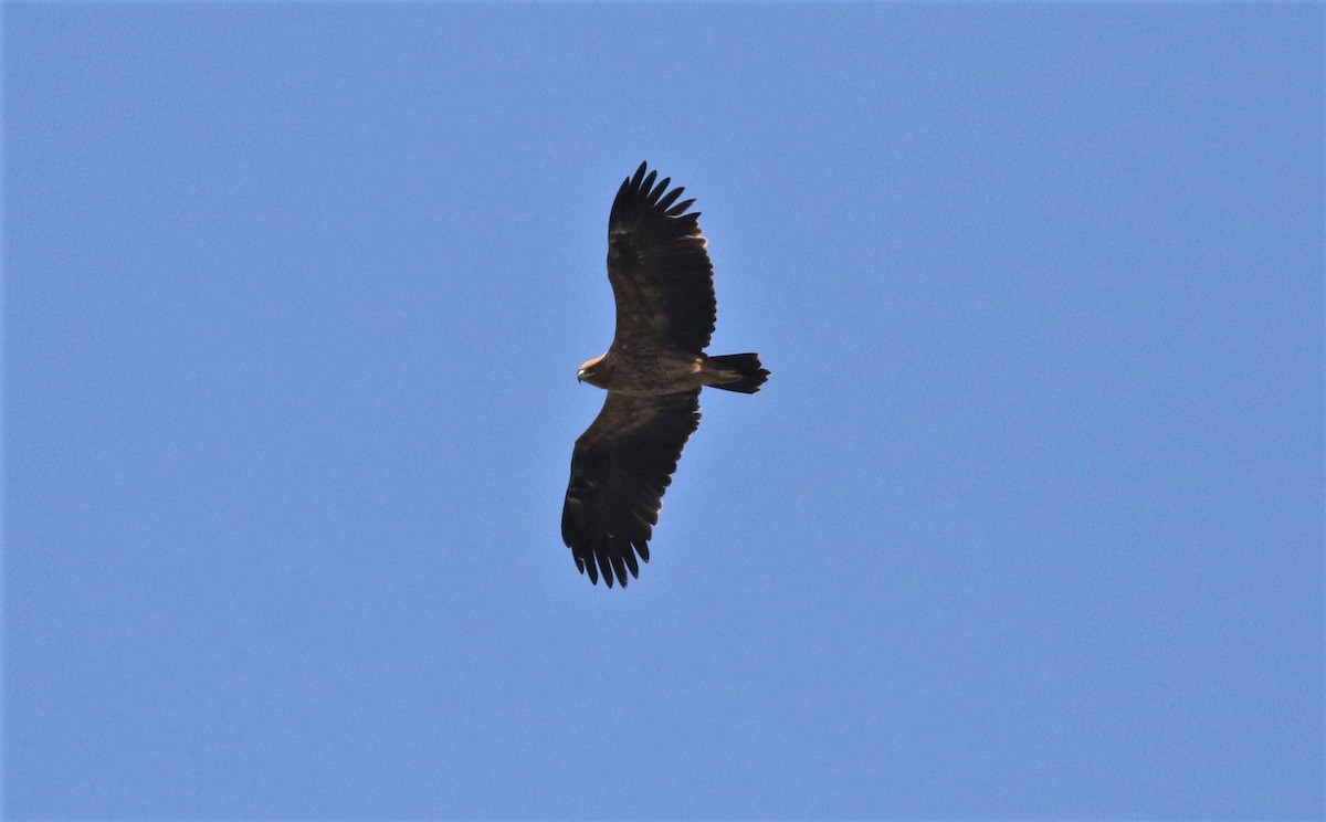 Lesser Spotted Eagle - ML290080871